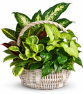 BF-1044- NATURE'S TREASURE BASKET