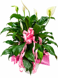 BF-1061- Graceful Peace Lily