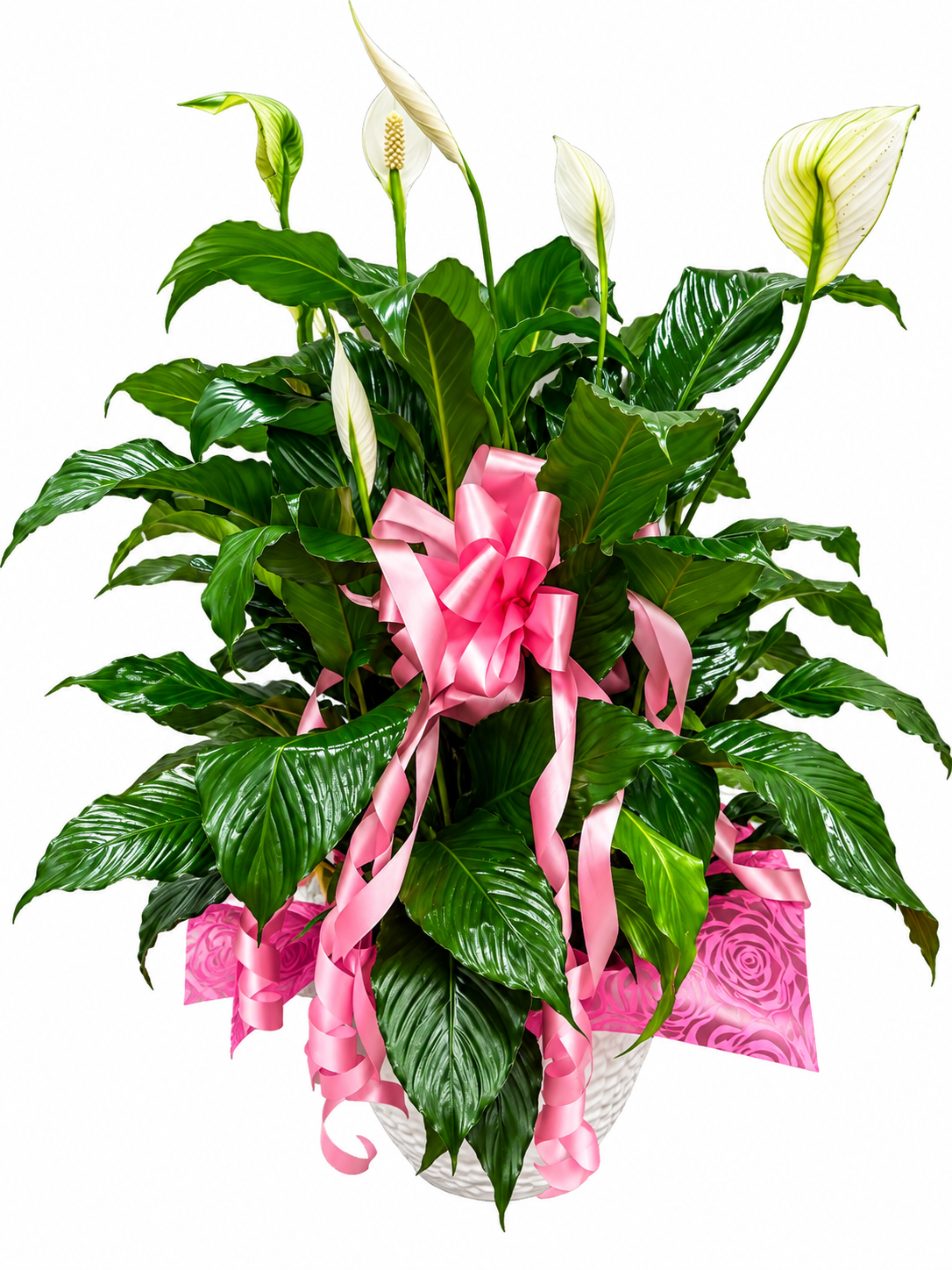 BF-1061- Graceful Peace Lily